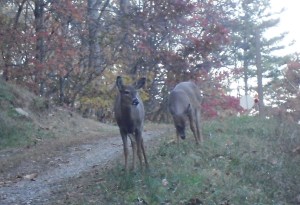 Deer on Cane Mountain Photo by SMB