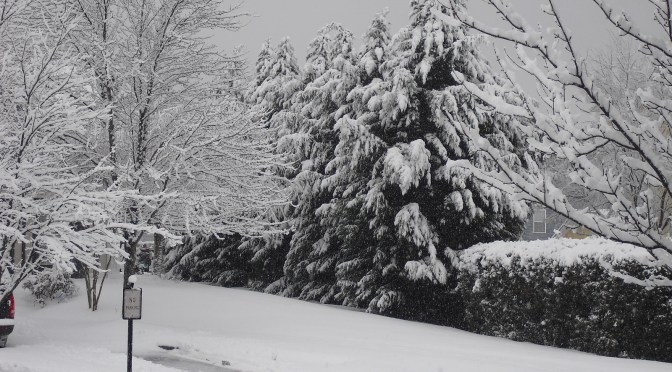 Christmas Trees, Booties, Elves and Skeletons