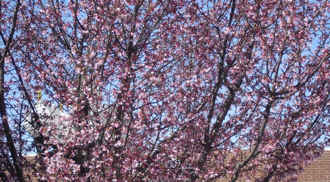 Spring! Is it Here Yet?