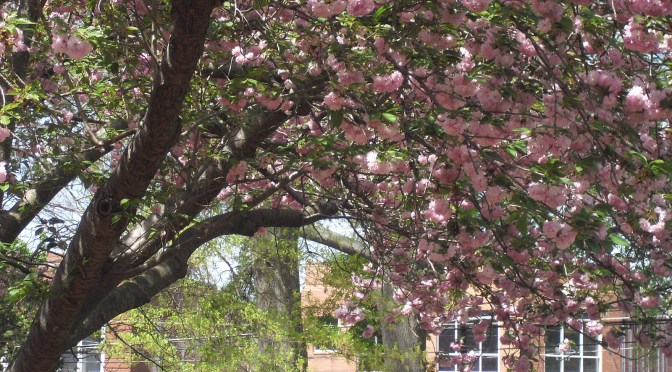 How to Celebrate Books this Week!