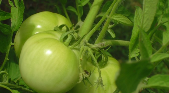 Fried Green Tomatoes?   How About a Baked Recipe to Love?
