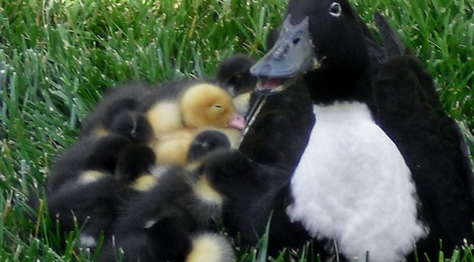 Ducklings Rescue at Spring Park Pond