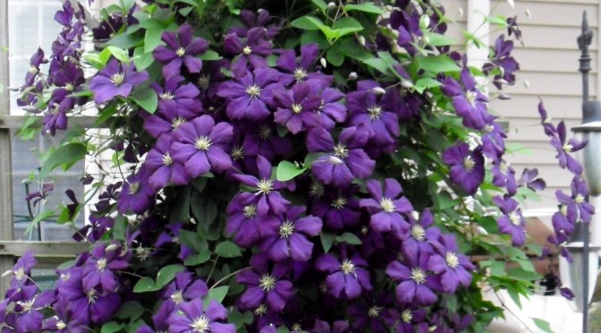 Saying Goodbye to my Summer Garden