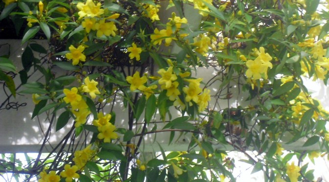 It’s Spring at Spring Park!  Flo Builds a Rabbit Warren