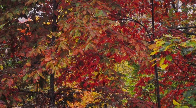 Witness to the Fall Symphony