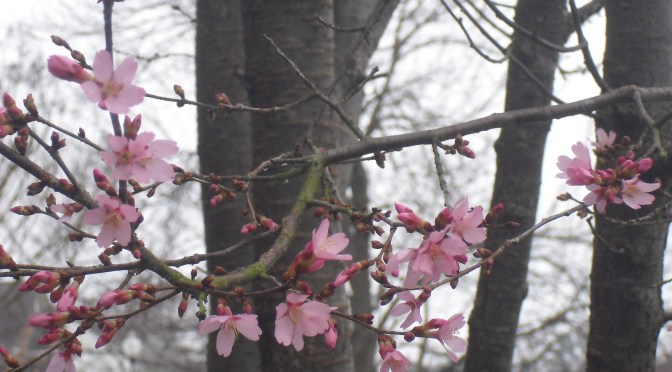 What’s New for Spring Gardens?